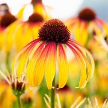 BS 50 Fiery Meadow Coneseeds Echinaceaperennial 1107 A Fast Grow - $10.20
