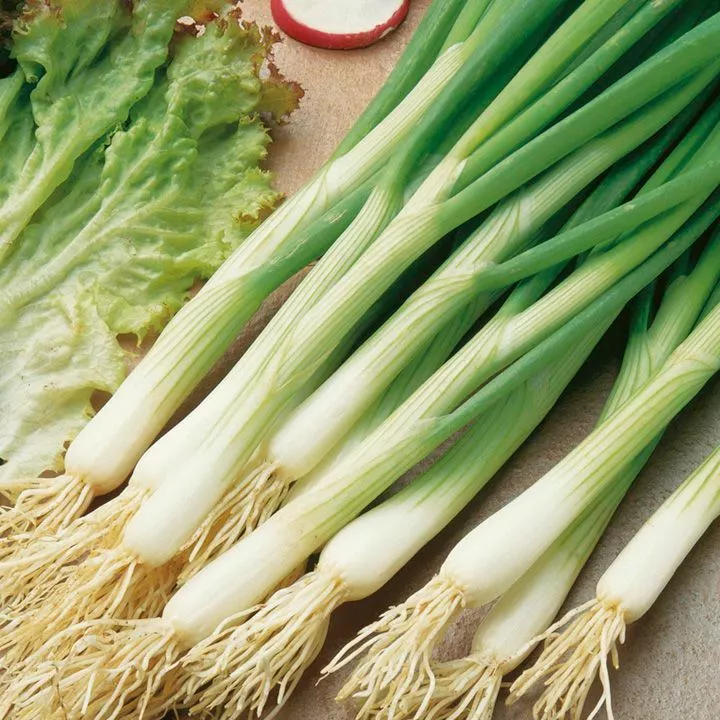  White Lisbon Onion 250 Seeds | Scallion / Bunching | Non-GMO  - £7.04 GBP