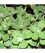 100 Oregano Seeds,AKA (Broad Leaf Thyme) Spanish thyme,Mexican Mint,Hung... - $30.00