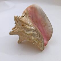 Large Conch Seashell Pink Bahamas Pink Conch Shell 7 Inches - $624.08 MXN