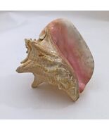 Large Conch Seashell Pink Bahamas Pink Conch Shell 7 Inches - $624.08 MXN