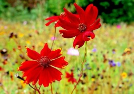 2001+ Dwarf Red Plains Coreopsis Flower Seeds - $17.85