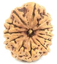 12 Mukhi Rudraksha - Collector Size - 26.08 mm - Nepal Bead - Lab Certified - $241.58 CAD