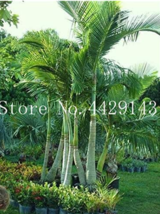 10  pcs Mix Colors Japan Bottle Palm Tree Bonsai Exotic Plants Bonsai Tree Tropi - £12.77 GBP