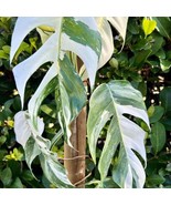Variegated Epipremnum Pinnatum Starter Plant 2 Plants Fresh Garden - $53.50 CAD