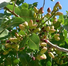 5 Pistachio Nut Tree Pistacia Vera Fruit Red Flowers Seeds Combined Shipping Fre - £11.25 GBP