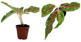 2&quot; Pot - Night Sparkle Chinese Plant - Aglaonema Plant - $46.99