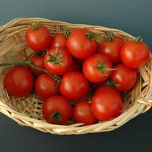 USA SELLER Mountain Belle Cherry Tomato Seeds Fast Shipping - £7.74 GBP