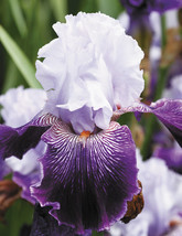 2 Rhizomes Royal Purple German Tall Bearded Iris Blub 3+ year roots - £11.77 GBP