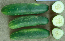 Ashley cucumber seeds *20 seeds - £7.70 GBP