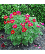 10 seeds Paeonia Tenuifolia Fernleaf Peony Peony Flower Double Flowering Fernlea - £5.96 GBP