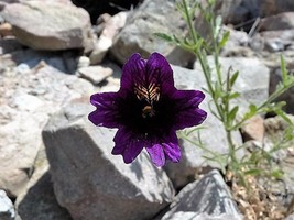 USA Chilean Black Painted Tongue Salpiglossis Sinuata Paisley Flower 25 Seeds - $10.99