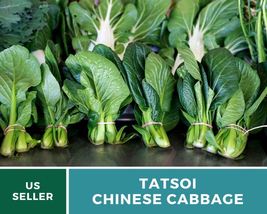 100Pcs Mustard Tatsoi Seed Brassica rapa var. rosularis Similar Taste Bok Choi - £15.77 GBP