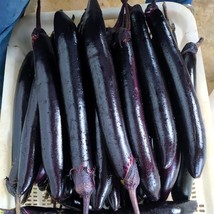 Thick and Tender Long Eggplant, 1 Bags ( approx 400 seeds / bag) D - £9.83 GBP