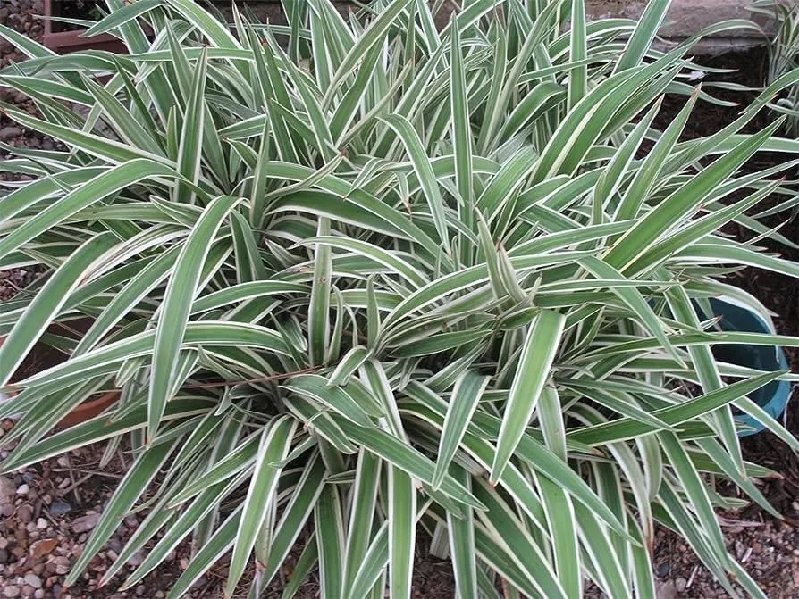 Variegated Flax Lily Large Plants Dianella Tasmanica Live - £49.97 GBP