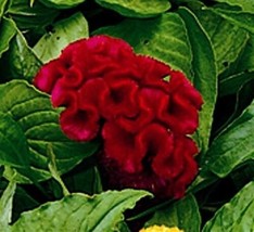 30 Celosia Red Cockscomb Flower Seeds  Reseeding, Long Lasting Annual From US - £7.01 GBP