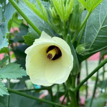 Fresh Seeds USA Seller Louisiana Green Velvet Okra Seeds - £10.82 GBP