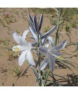 Hesperocallis undulata Ajo Lily  Ajo Silvestre Desert Lily 10 Seeds - £18.50 GBP