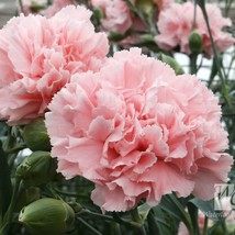 50 La France Pink Carnation Dianthus Caryophyllus Chabaud Flower Seeds N... - $14.90