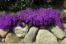 RAFHSTORE 50 Aubrieta Bright Purple Rock Cres Flower Seeds Perennial Deer Resist - £6.88 GBP