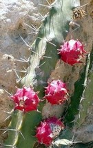 Harrisia Bonplandii, APPLECACTUS night blooming cacti rare cactus  seed 50 SEEDS - £7.94 GBP