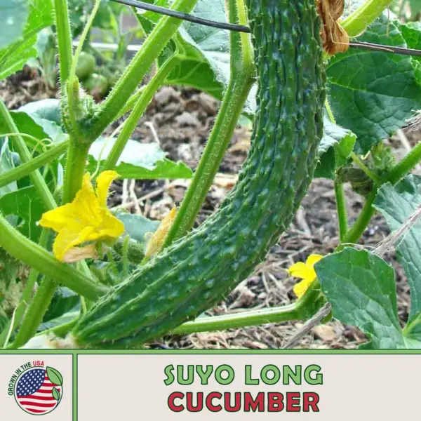 20 Suyo Long Cucumber Seeds Heirloom Non Gmo Genuine Usa Fresh Garden - £6.28 GBP