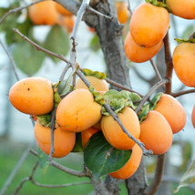 American Persimmon Tree 18-24 Inch Tall Seedling - Diospyros Fruit - Sale! - £35.05 GBP