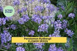 Rydberg’s Penstemon Seeds – Penstemon rydbergii – 100mg for Planting, Na... - $6.50