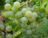 Golden Muscat Grape Vine -  Bare Root Live Plants  - Buy 4 Get 1 Free! - $28.45+
