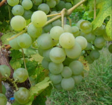 Golden Muscat Grape Vine -  Bare Root Live Plants  - Buy 4 Get 1 Free! - £22.54 GBP+