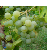 Golden Muscat Grape Vine -  Bare Root Live Plants  - Buy 4 Get 1 Free! - $28.45+