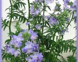 Sale 100 Seeds Blue Pearl Polemonium ( Jacobs Ladder ) Polemonium Caerul... - $9.90