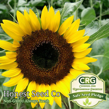 60 Seeds Black Oil Sunflower - £9.48 GBP