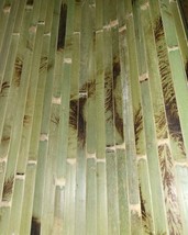 Wall Paneling 4&#39;x8&#39; Raw Green TORTOISE Wainscoting Bamboo Thatch Tiki Hu... - $68.99