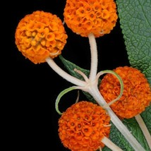 Buddleja Globosa Orange Ball Tree 100 Seeds Gardening USA SELLER - $18.40