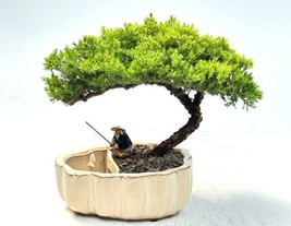 Juniper Bonsai Tree Land/Water Pot with Scalloped Edges - Large (Juniper Procumb - $79.95
