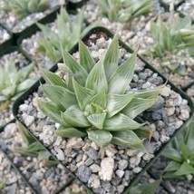 Live Plant Haworthia White Ghost Cactus Cacti Succulent Real  - £37.76 GBP