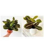 3” Pot Prayer Plant - Red - Maranta Leuconeura - Tropical Plant - $40.99