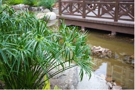 Umbrella Palm Cyperus Alternifolius 50 Seeds Fresh For Garden - $8.17