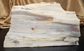 Natural Live Edge Slab Petrified Fossilized Wood Stone 2.14 lb 9x4.5x1.25 in - £71.20 GBP