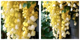 50 Seeds Yellow Weep Begonia Flowers Hanging Plant Lots of Blooms Weeping - £19.77 GBP