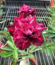 &#39;Ji Yu&#39; Adenium Desert Rose, 2 Seeds - £9.52 GBP