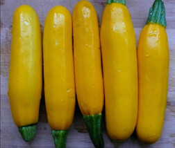 Thai Yellow Zucchini or Yellow Courgette vegetable seeds, CUCURBITA PEPO, 2g or  - £1.95 GBP