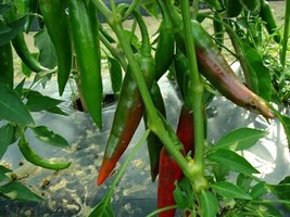 Guajillo Chili Pepper Seeds, NON-GMO, Mexican Cuisine, Chile, Enchilada - £1.33 GBP+
