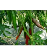 Guajillo Chili Pepper Seeds, NON-GMO, Mexican Cuisine, Chile, Enchilada - $1.87+