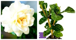 Grand Duke of Tuscany (Arabian Jasmine) - Jasminum sambac - £34.87 GBP