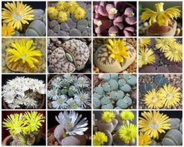 100 SEEDS Lithops MIX succulent ice plant cacti flower cactus living stone seed - $33.98