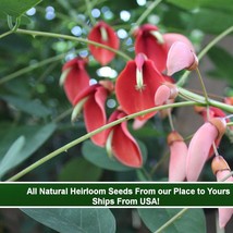 Cockspur Coral Tree 5 Seeds Stunning Orange Red Blooms For Tropical Seed Plant G - $18.68