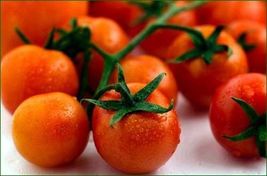 Tomato Large Cherry Basket Pack (Lycopersicon Esculentum) 5,000 Seeds - $15.00