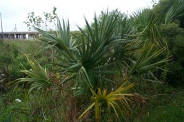 Sabal Minor Mccurtain Cold Hardy Dwarf Palmetto Seeds Garden USA SELLER - $17.98